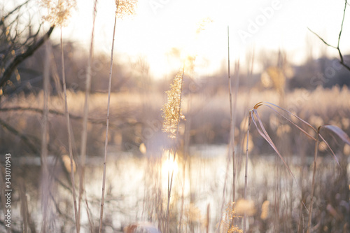 reeds in the setting sun near the lake 