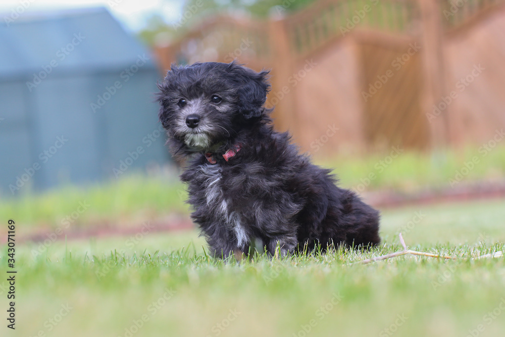 Junger Maltipoo Welpe im Garten Malteser Zwergpudel Junger Maltipoo Welpe im Garten Malteser Zwergpudel