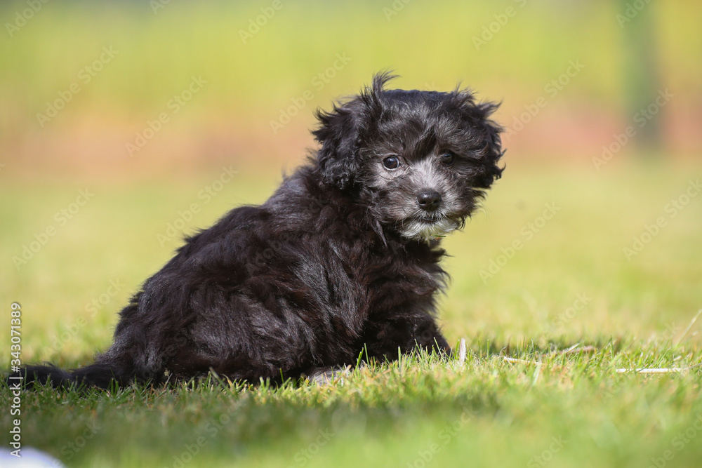 Junger Maltipoo Welpe im Garten Malteser Zwergpudel Junger Maltipoo Welpe im Garten Malteser Zwergpudel