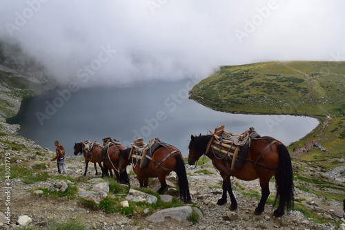 Wonderful mountain landscape of nature with horses.