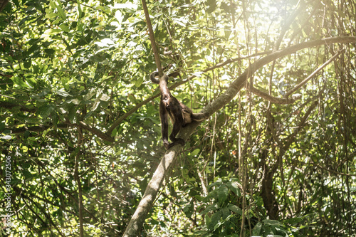Affe im Tayrona park Kolumbien