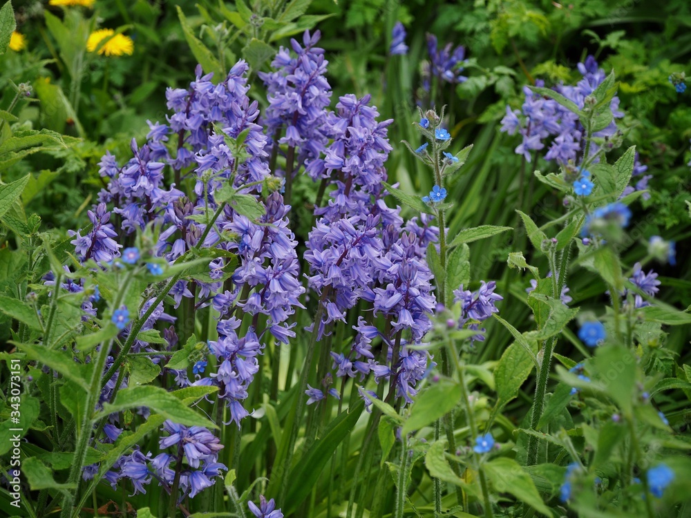 Fototapeta premium Bluebells