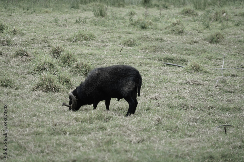 Bélier noir dans un pré . Bélier noir dans un pré .