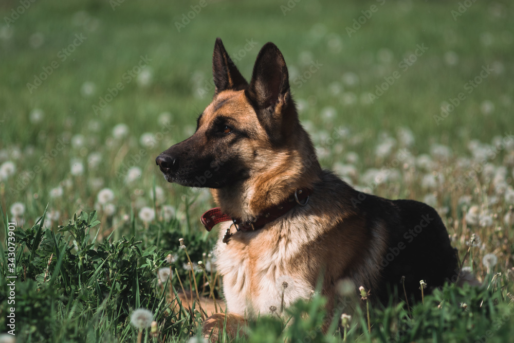 German shepherd lies in a field of dandelions, a shepherd in nature, a dog in the grass