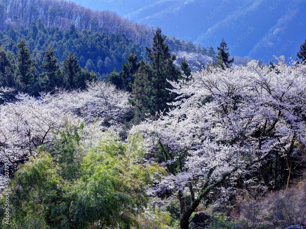 春の桜山公園