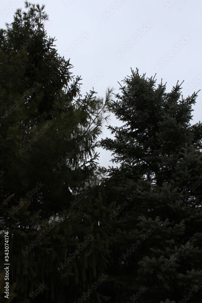 trees in the forest trees in the forest