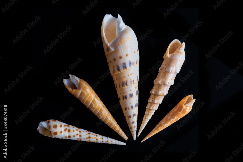 Auger Seashells. Pacific Seashells. Auger Seashells. Pacific Seashells.