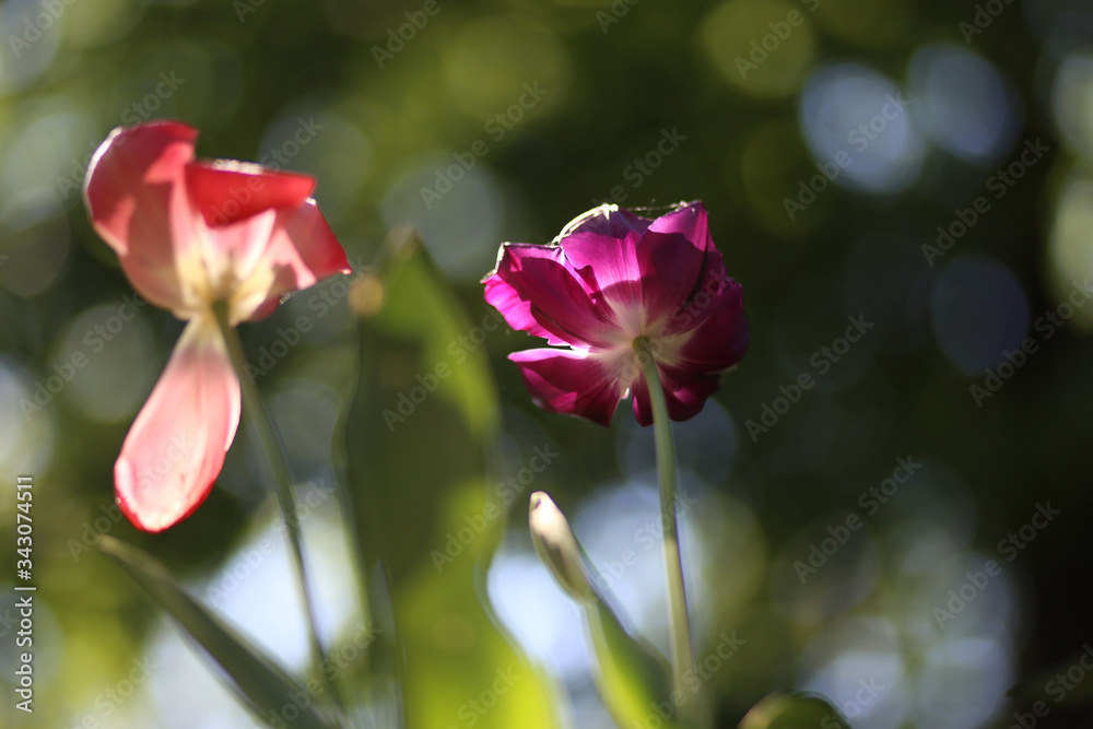 Photo of a radiant green spring background of tulips. Low depth of field Photo of a radiant green spring background of tulips. Low depth of field