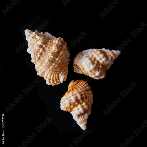 Phos Whelks. Pacific Seashells