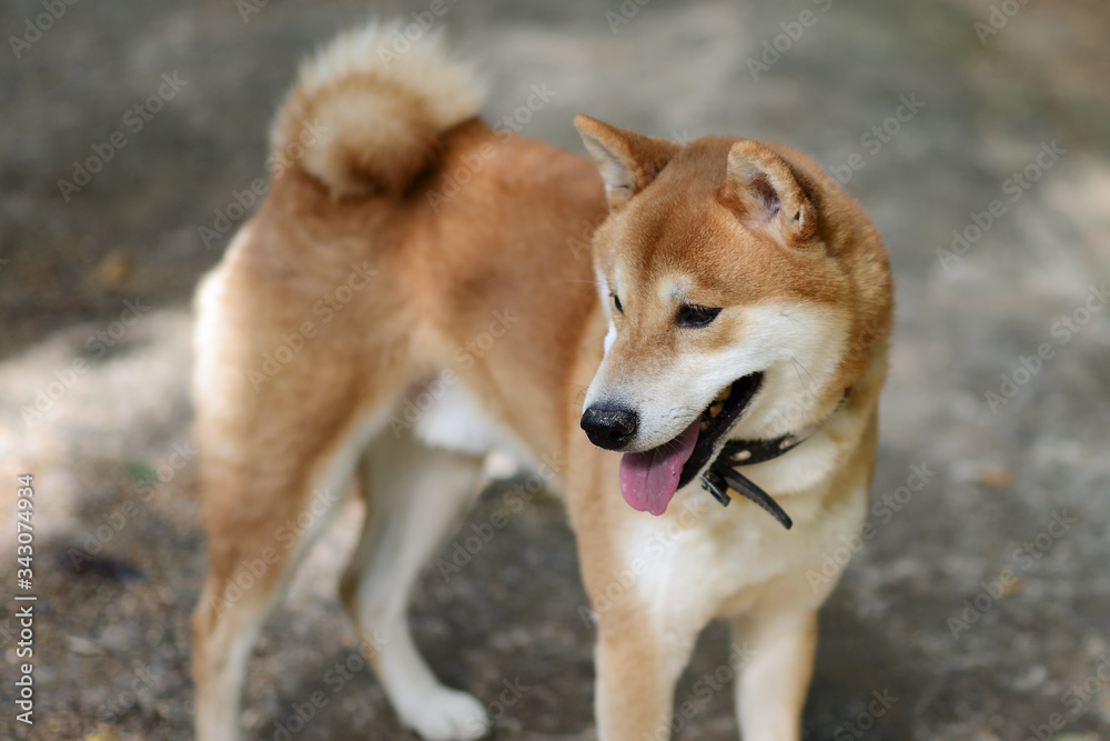Shiba-inu dog outdoor