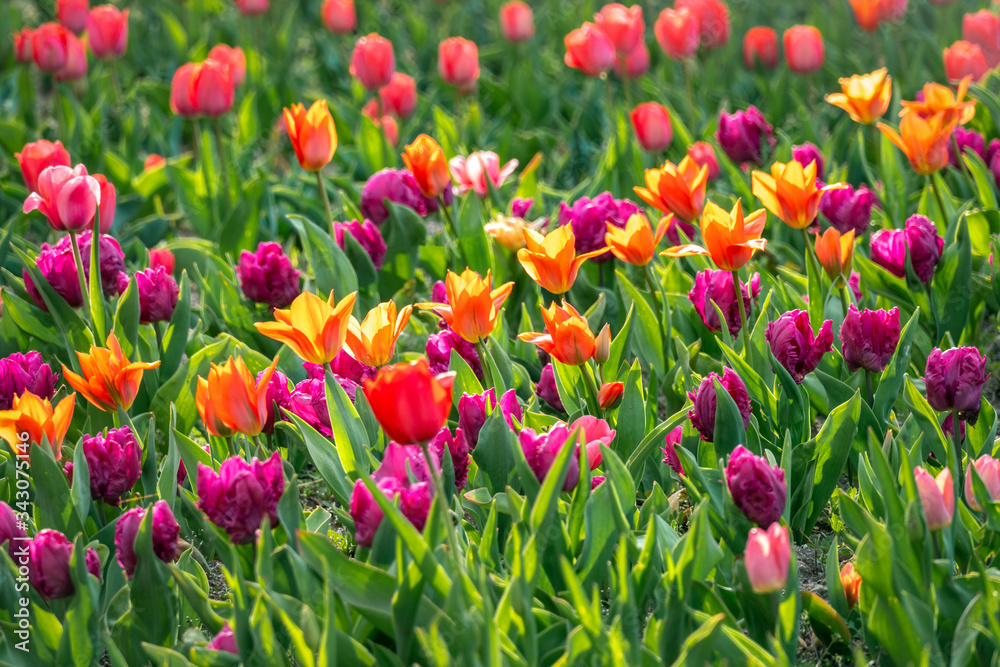 Beautiful mulitcolor flowerbed with tulips Beautiful mulitcolor flowerbed with tulips
