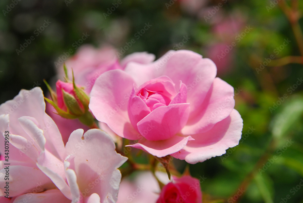 Obraz premium 薔薇