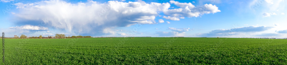 Naklejka premium Green Field In Spring, Blue Sky With White Clouds. Fresh Lush Green Grass. Summer Meadow In The Countryside, Beautiful Rural Ideal Landscape, Sunny Day. Panoramic View.
