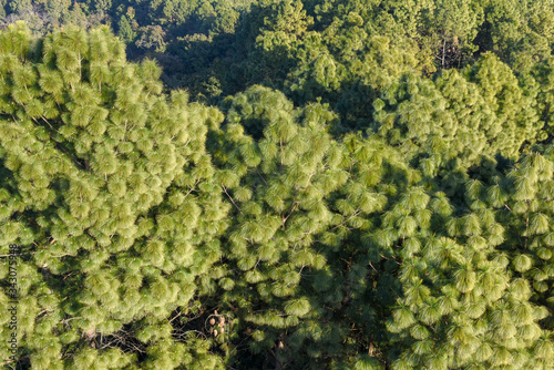Giant trees seen from above at Tansen in Nepal © fotoember