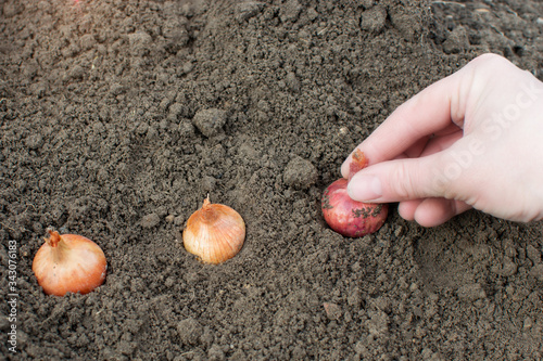 Spring planting of onions in loose, prepared soil. Bulbs are planted in rows. Close-up photo, cropped