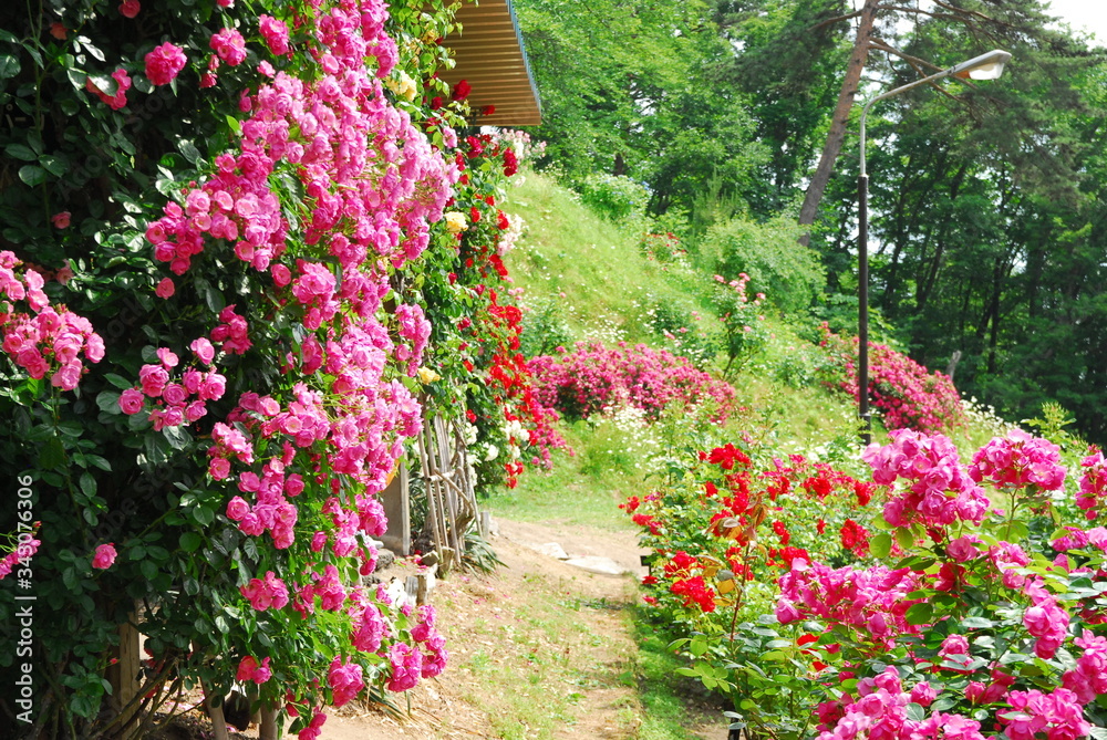 薔薇 薔薇