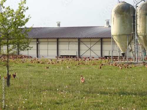 Elevage extensif et en plein air de poules et poulets