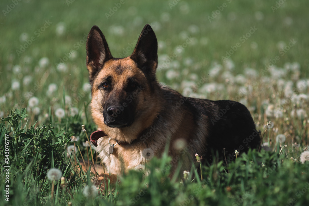 German shepherd lies in a field of dandelions, a shepherd in nature, a dog in the grass