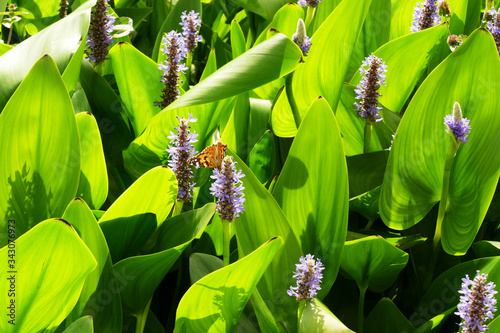 Closeup of pickerelweed (Pontedria Cordata) flower with a butterfly (Vanessa Atalanta) photo