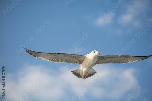 seagull in flight. seagull in the sky. bird wings.  seagull fly over