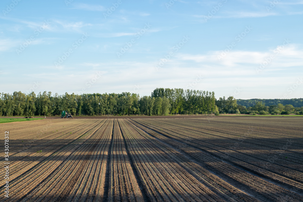 Dutch Meadow landscape