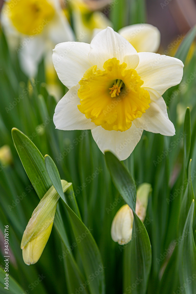 Gorgeous Daffodil Gorgeous Daffodil