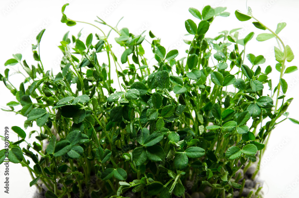 Fresh pea shoots closeup - stock photo