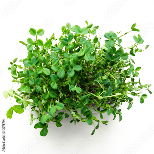 Organic green pea pea sprouts isolated stock photo