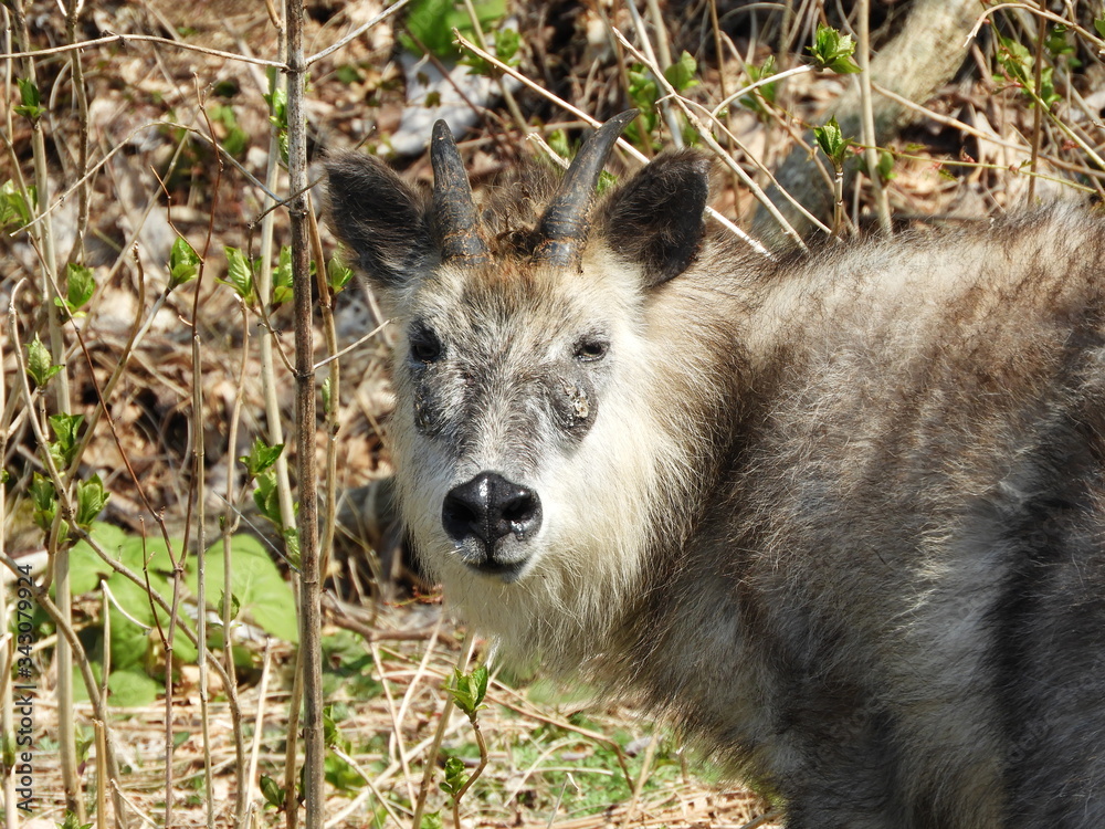 Fototapeta premium 二ホンカモシカ