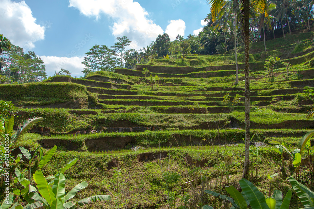 
Beautiful rice terraces in the moring light near Tegallalang village, Ubud, Bali, Indonesia.
