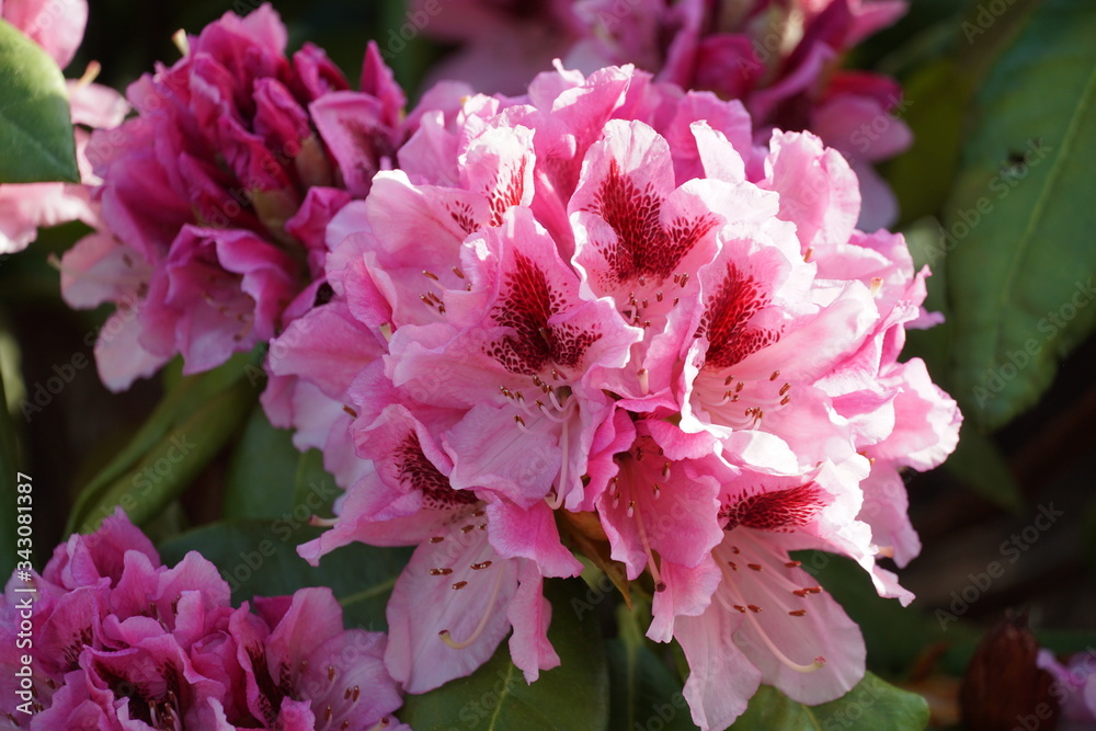 Rhododendron bush with pink flowers in different stages of bloom with green shiny leaves closeup.
