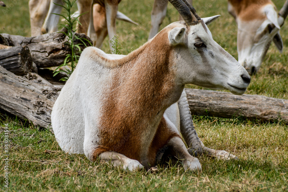 Close up portrait of a scimitar horned oryx (oryx dammah) grazing Close up portrait of a scimitar horned oryx (oryx dammah) grazing