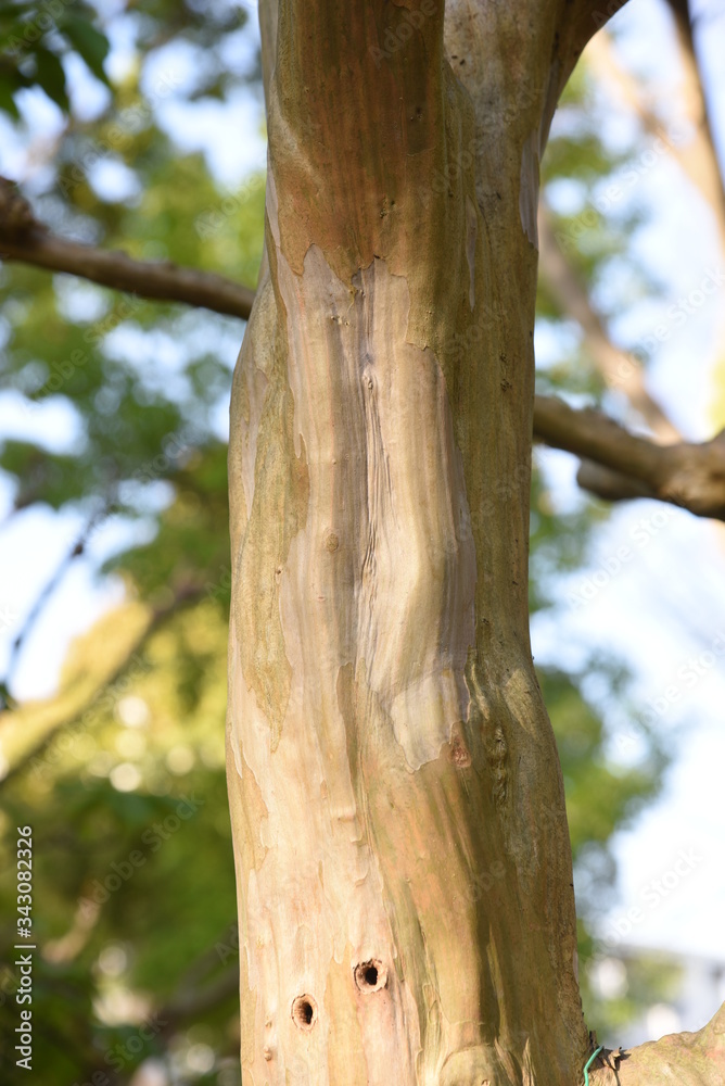 Obraz premium Crape myrtle trunk and bark / Lythraceae deciduous tree