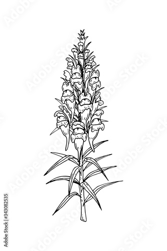 Hand drawn vector illustration of a snapdragon isolated on white. Meadow plant drawing in a sketch style photo