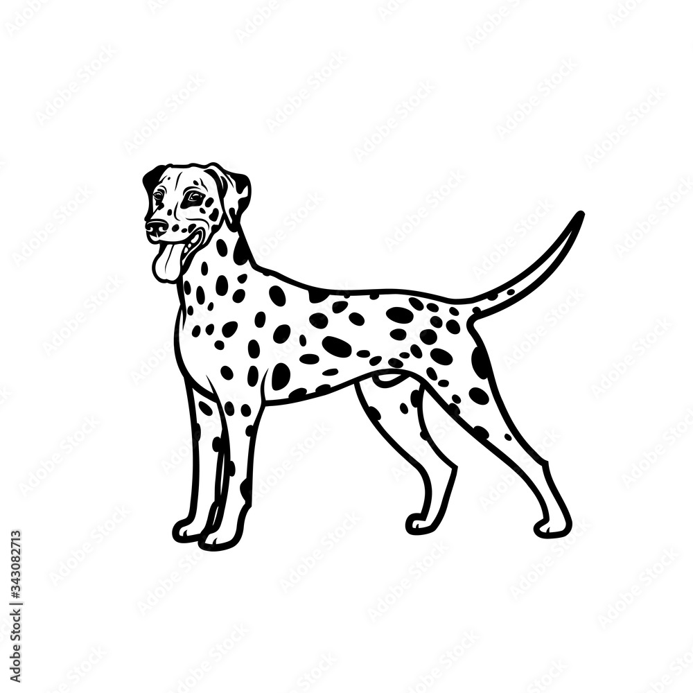 Dalmatian dog - isolated vector illustration
Dalmatian dog - isolated vector illustration