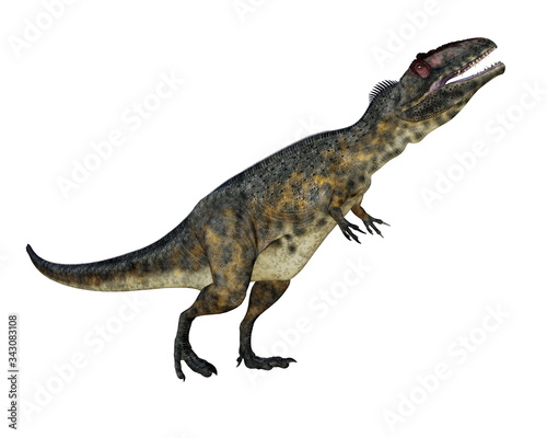 Terrifying giganotosaurus dinosaur roaring head up isolated in white background - 3D render
