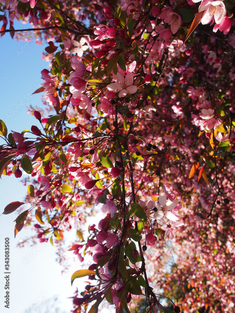 Pink crab apple blossom backlit by sunlight with blue sky background. - obrazy, fototapety, plakaty 