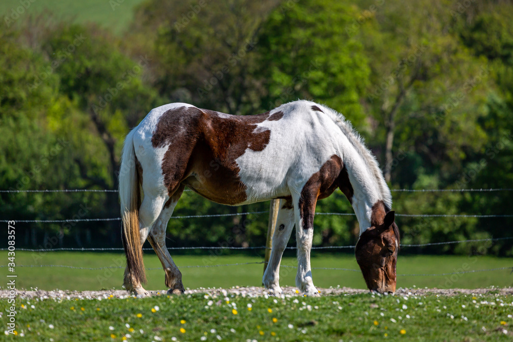 A horse grazing in a field in springtime A horse grazing in a field in springtime