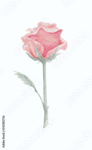 graceful coral rose, watercolor flower illustration