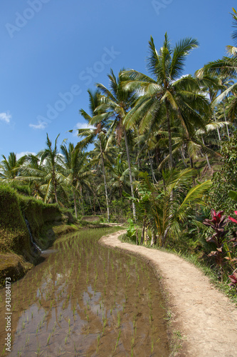  Beautiful rice terraces in the moring light near Tegallalang village, Ubud, Bali, Indonesia. 