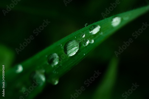 Drops of water close-up on a green leaf of grass. Morning dew on a home lawn.