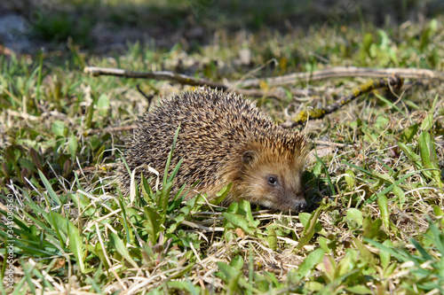 Wild hedgehog in the grass.