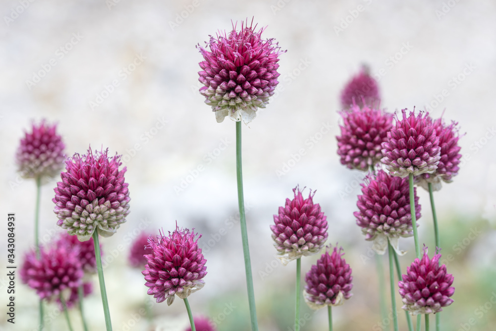 pink blossoms of wild chives plant, light grey blurry background