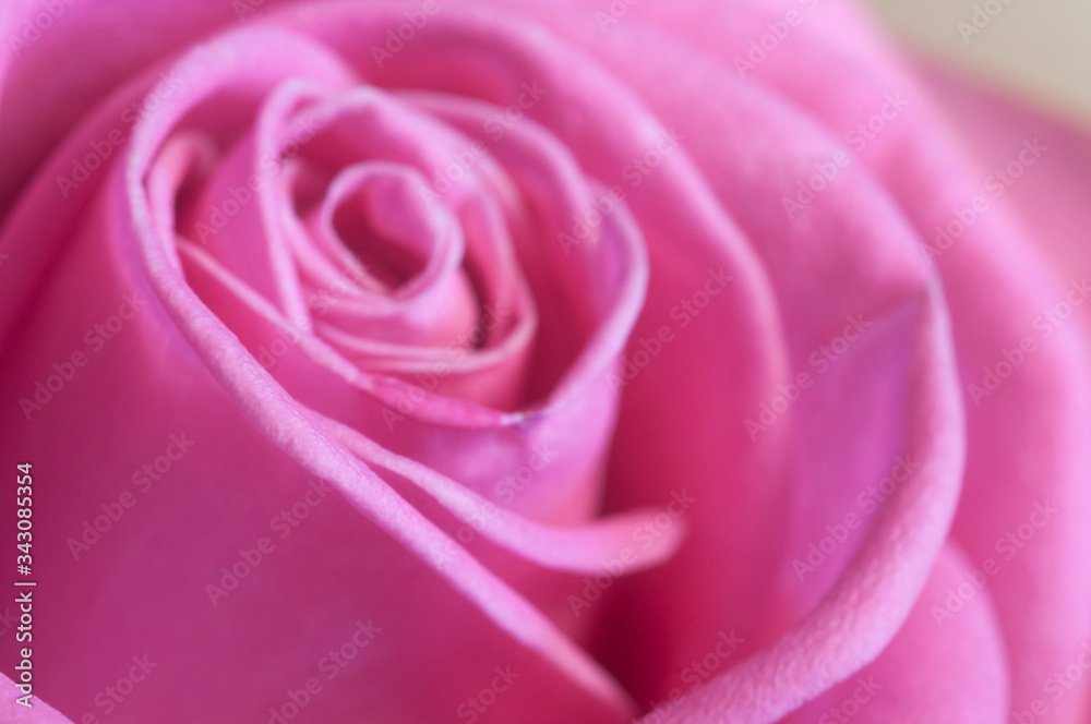 Fototapeta premium Rose flower fragment macro shot