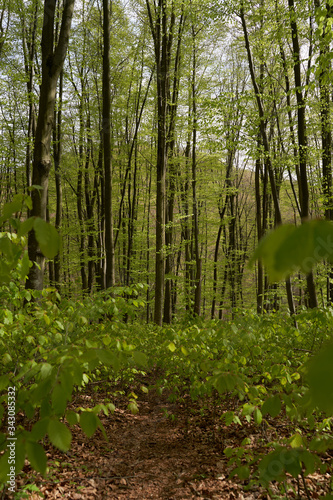 beech forest in the Carpathians in spring