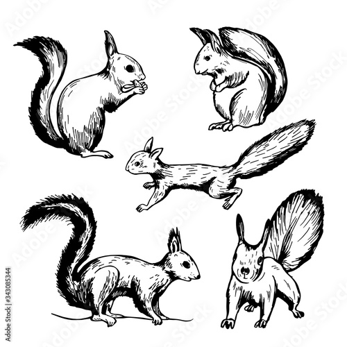 Hand drawn squirrel  on white background. Vector sketch illustration.