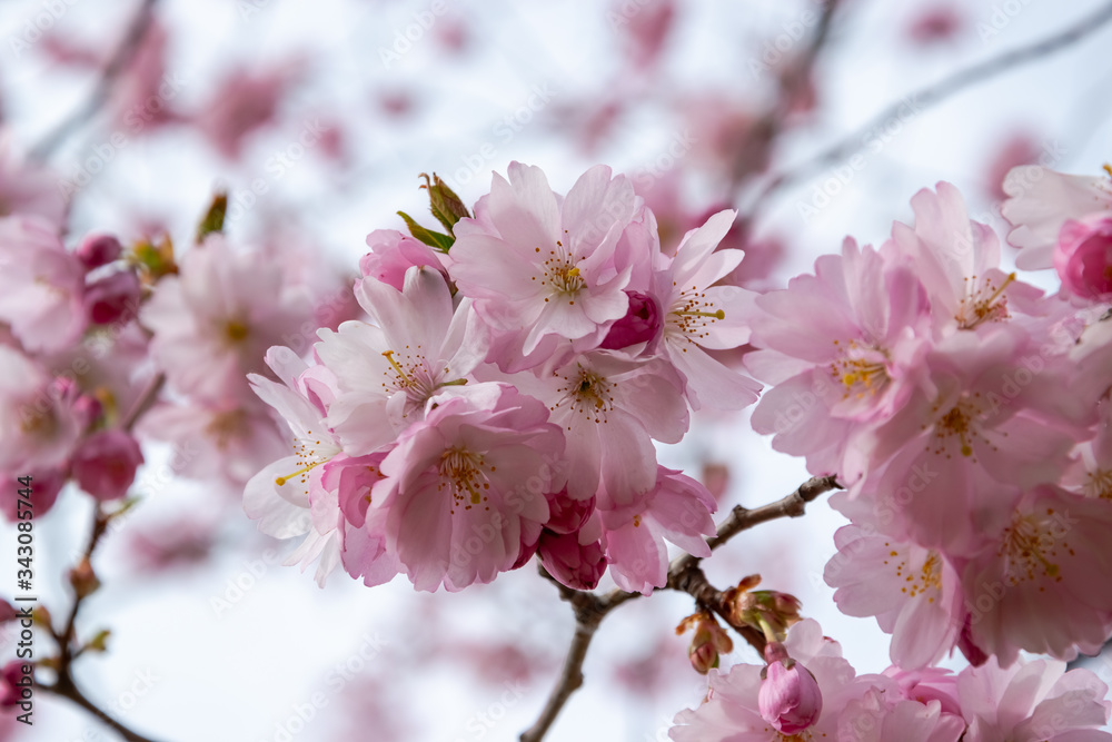 One brief season moment in spring time is the blooming of sakura tree. One brief season moment in spring time is the blooming of sakura tree.