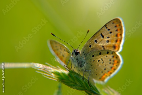 variety of butterfly in spring