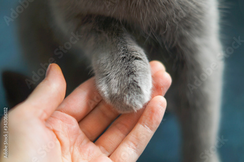 Gray cat's paw and human hand The concept of friendship of a man with a pet, caring for animals.