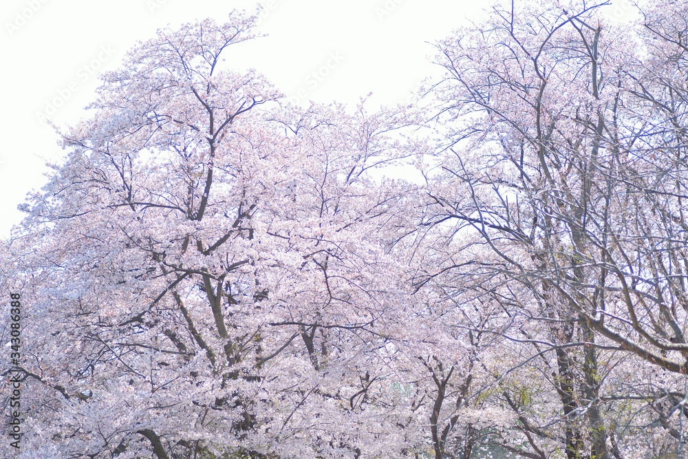 Landscape of White Cherry Blossom Trees Landscape of White Cherry Blossom Trees